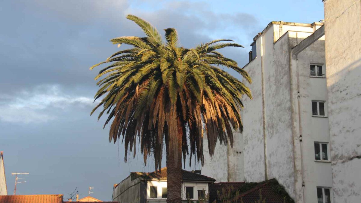La palmera (Maryam Harandi) | Portales (Elena Duque). Málaga 2025 – Sección Oficial Documental